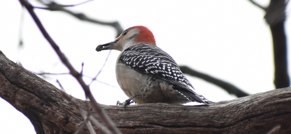 Kızılca Karınlı Ağaçkakan - ML645544210