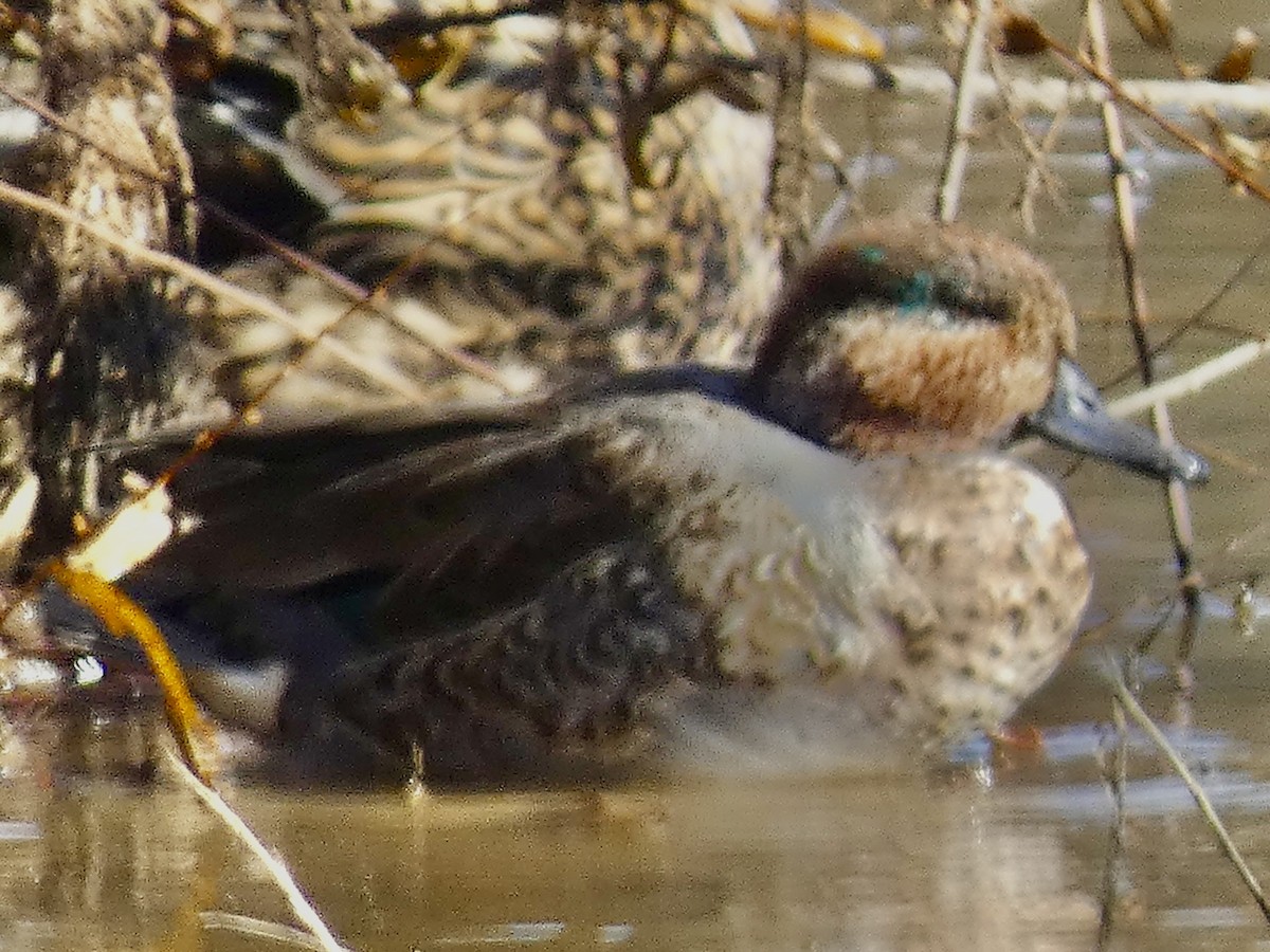 Çamurcun - ML645544211