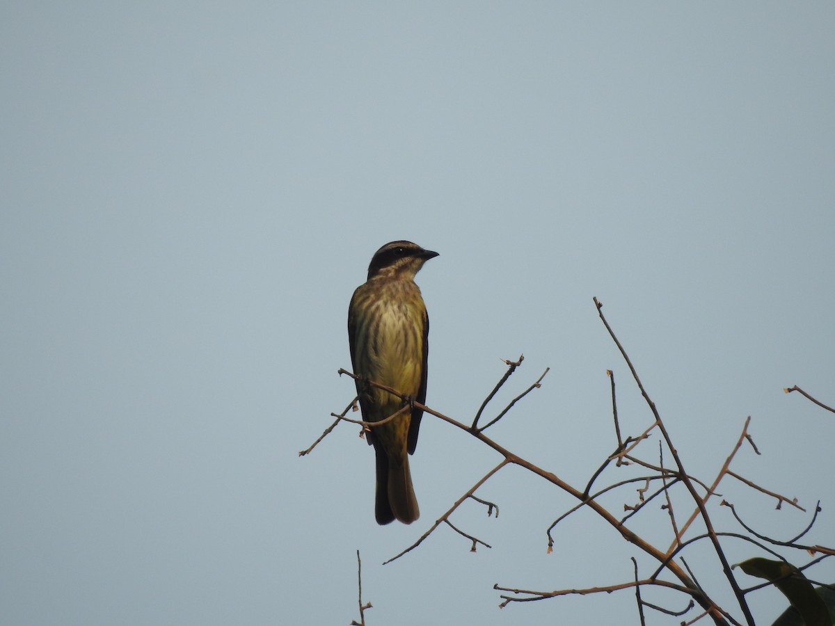 İşgalci Tiran - ML645544220