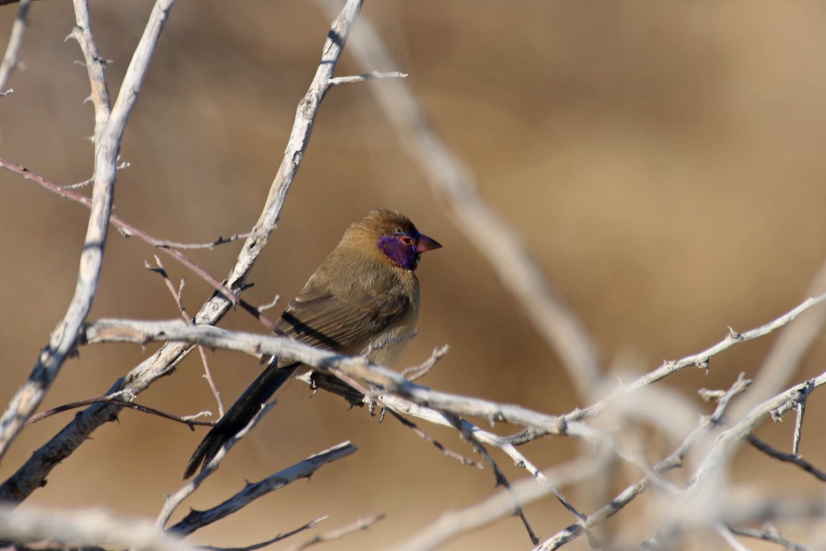 Menekşe Kulaklı Mumgaga - ML645544222