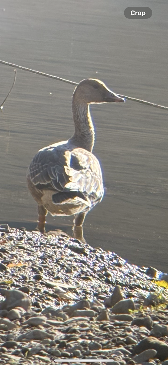 Tundra Kazı - ML645544223