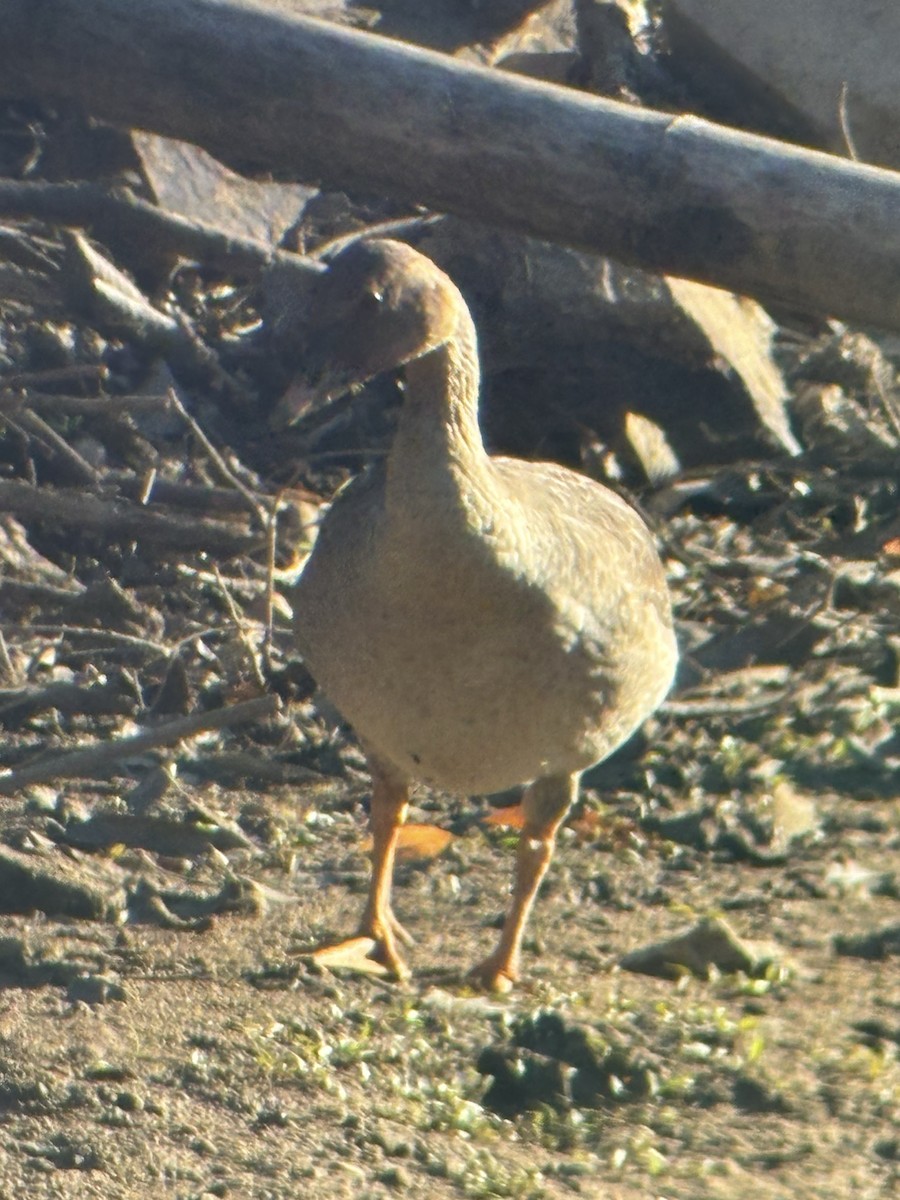 Tundra Kazı - ML645544224