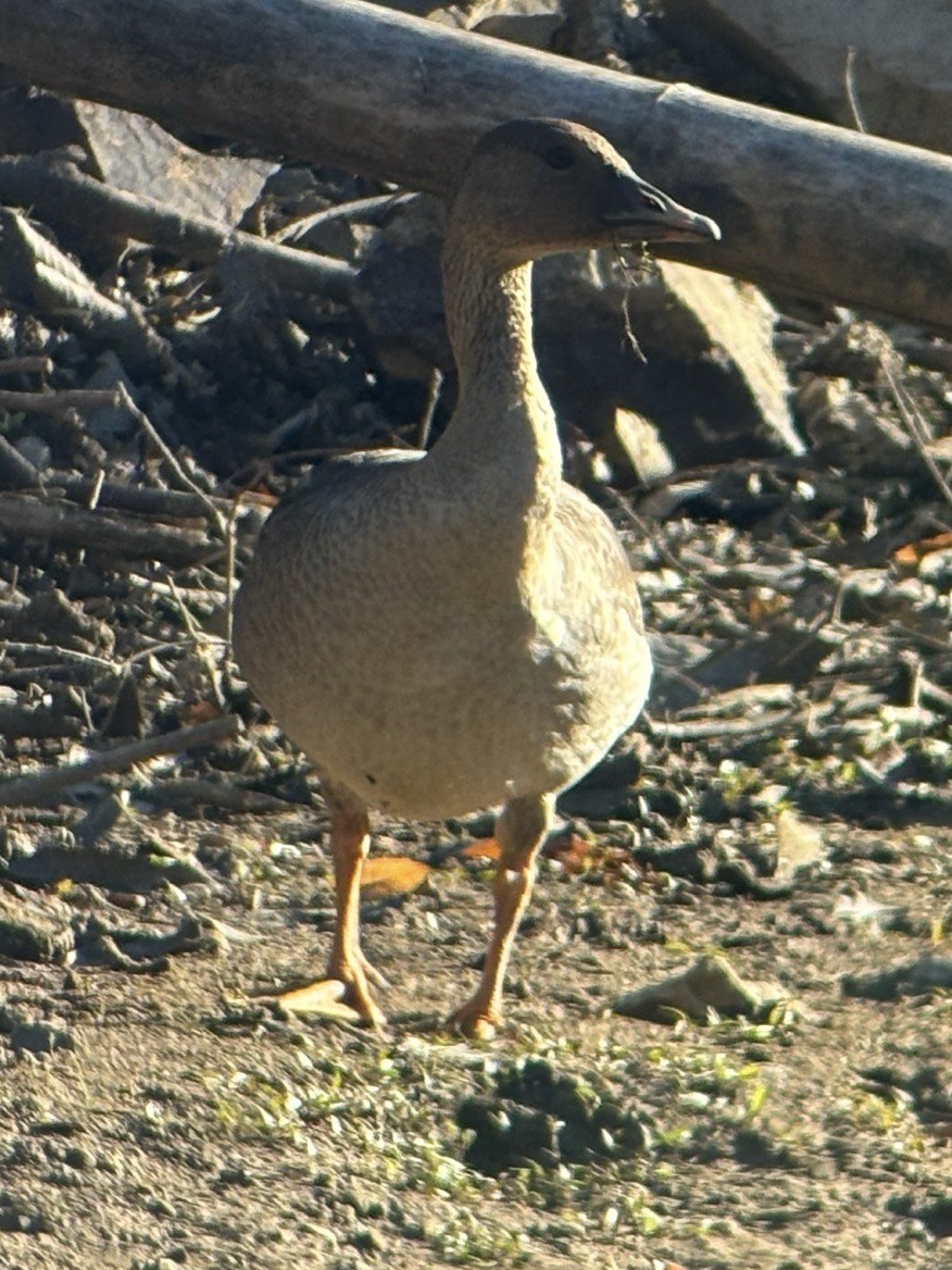 Tundra Kazı - ML645544225