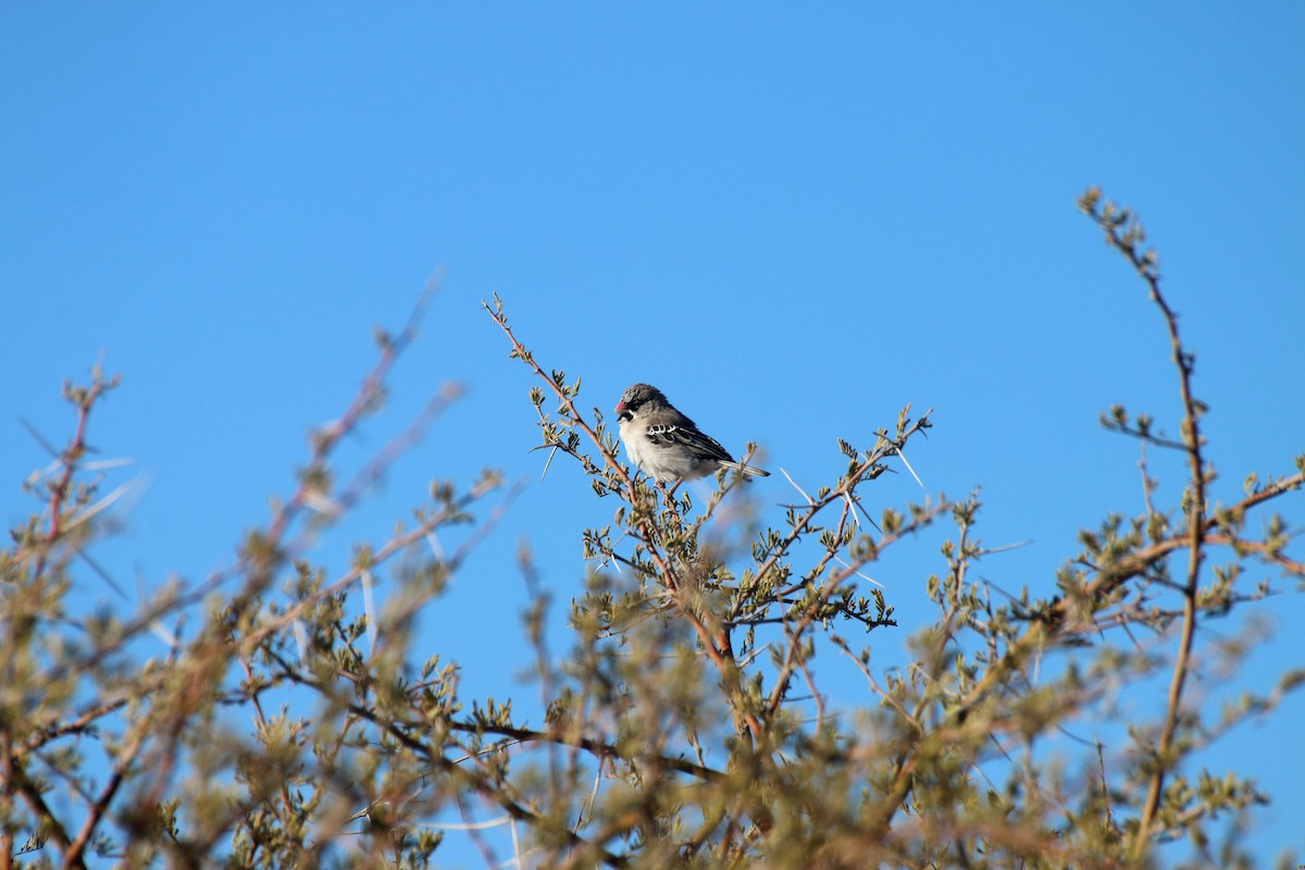 Pul Alınlı Dokumacı - ML645544230