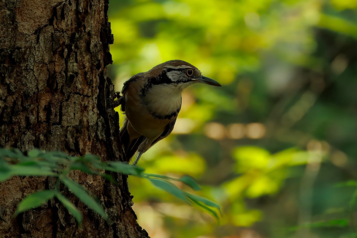 Kolyeli Küçük Gevezeardıç - ML645544231