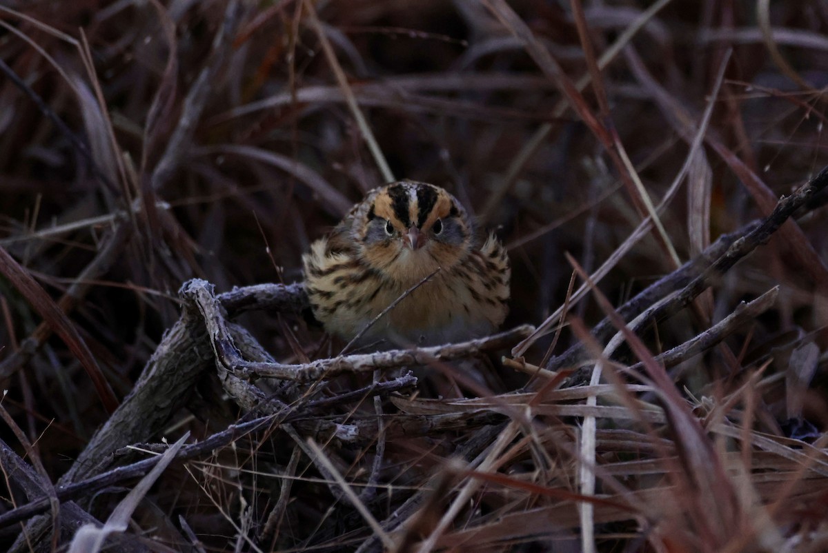 LeConte's Sparrow - ML645544232