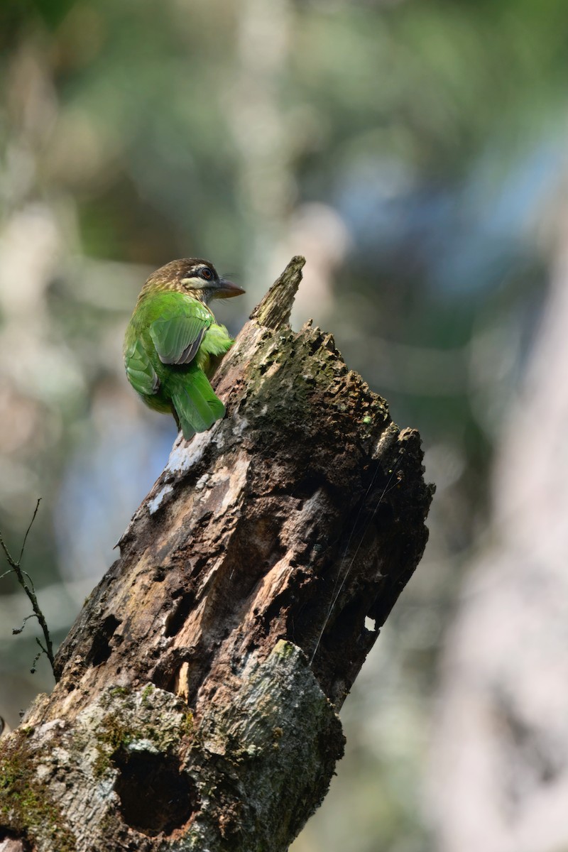 Ak Yanaklı Barbet - ML645544234