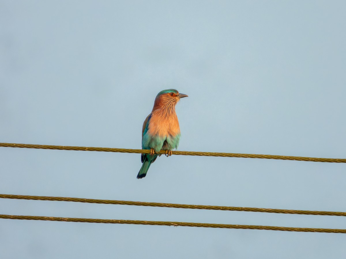 Hint Gökkuzgunu - ML645544235