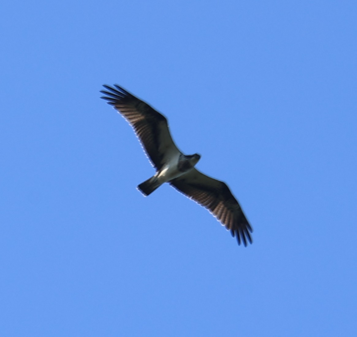 Ak Çaylak - ML645544237