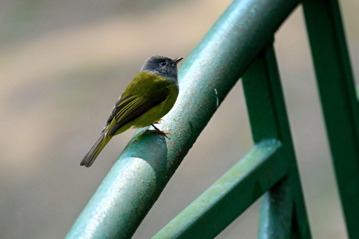 Gri Başlı Kanarya Sinekkapanı - ML645544238