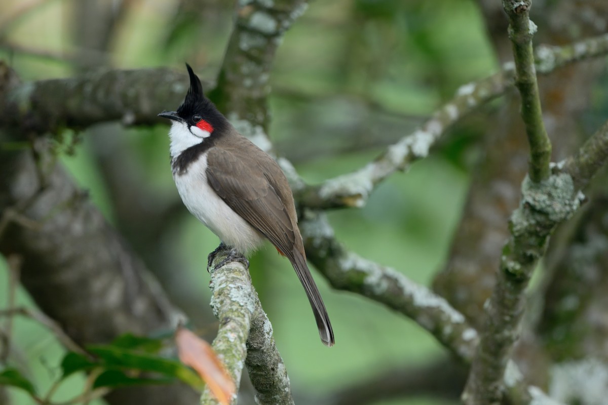 Al Kulaklı Arapbülbülü - ML645544240