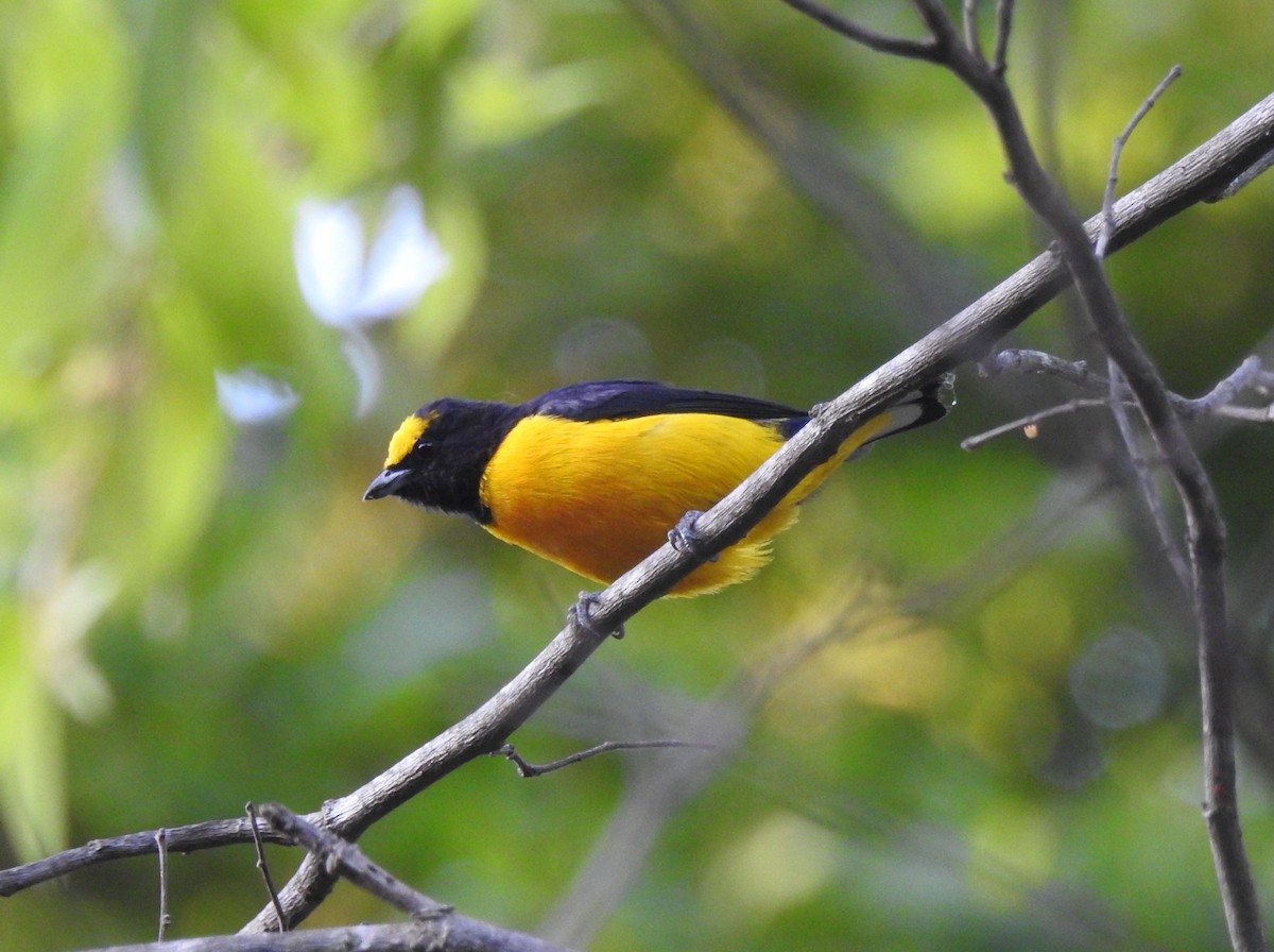 Mürdüm Kafalı Öfonya - ML645544243