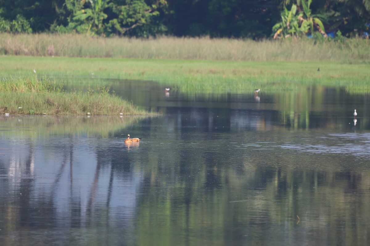 Angıt - ML645544245