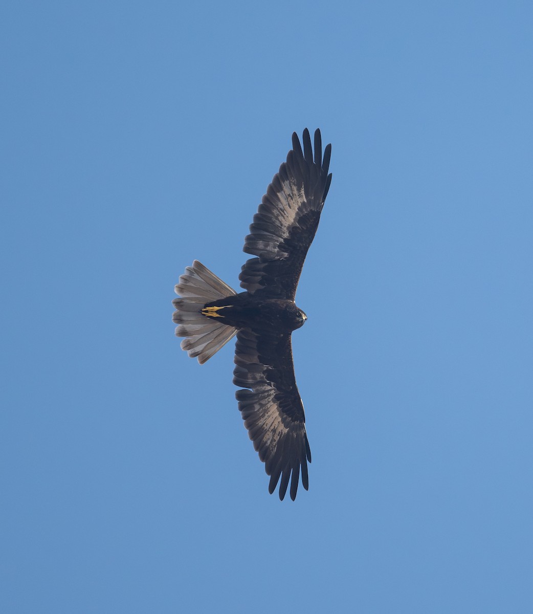 Saz Delicesi - ML645544247