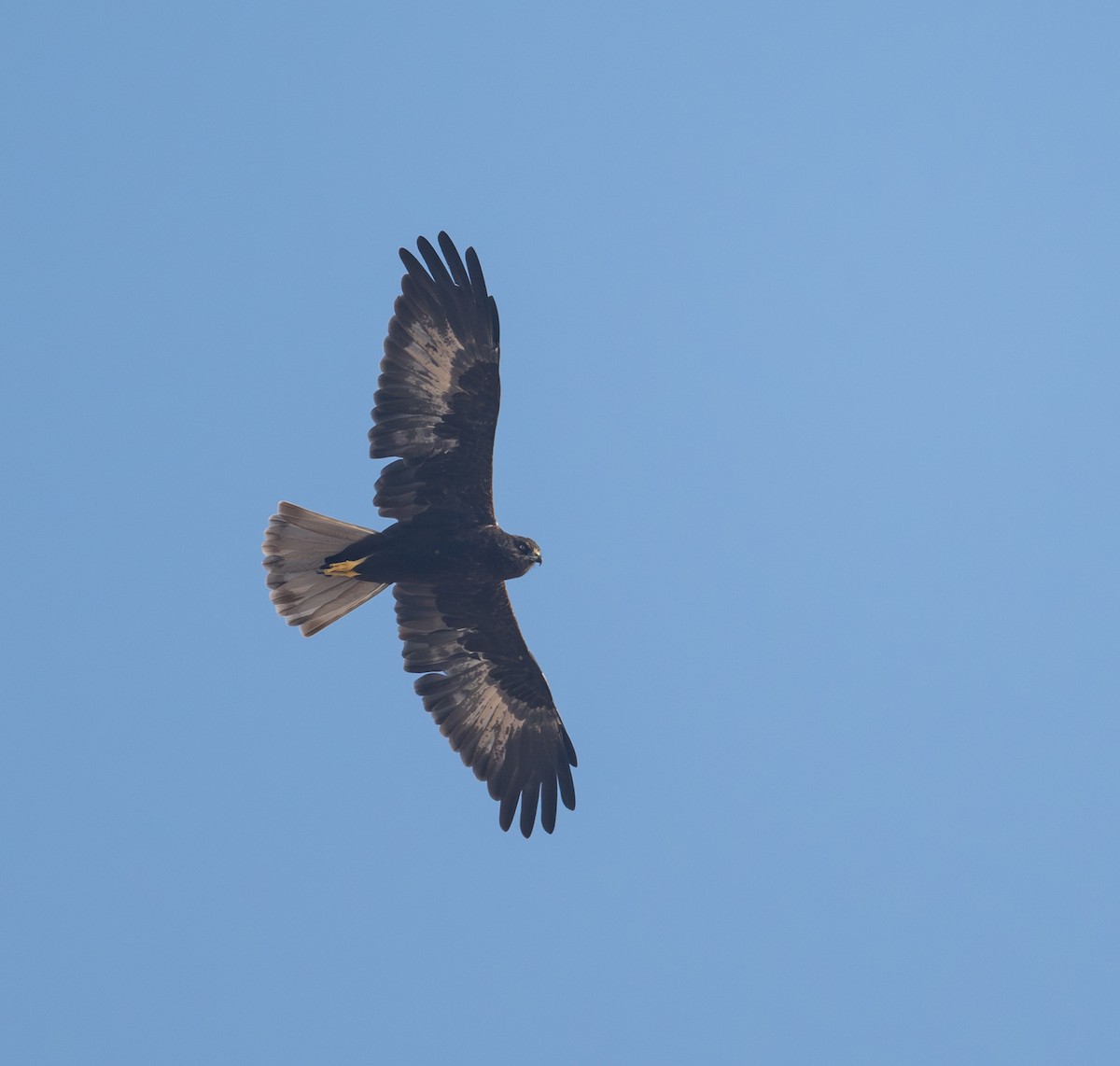 Saz Delicesi - ML645544248