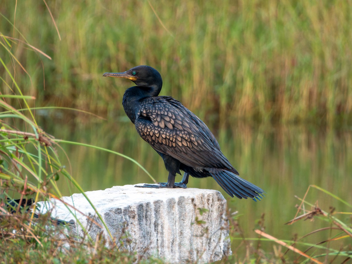 bengalskarv - ML645544250