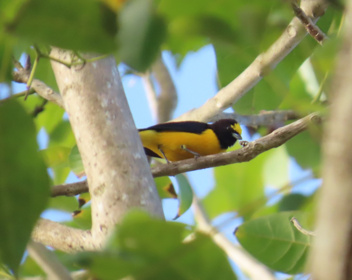 purpurstrupeeufonia - ML645544252