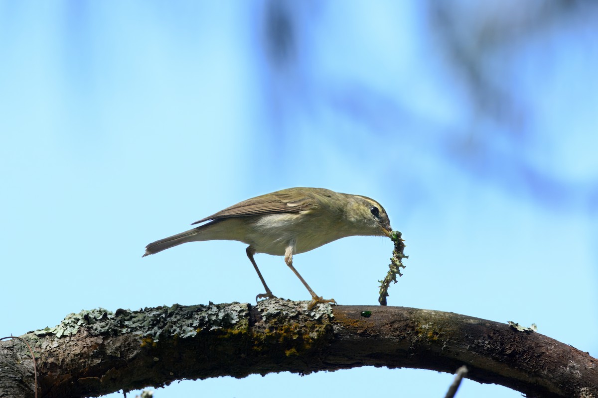 østsanger - ML645544253