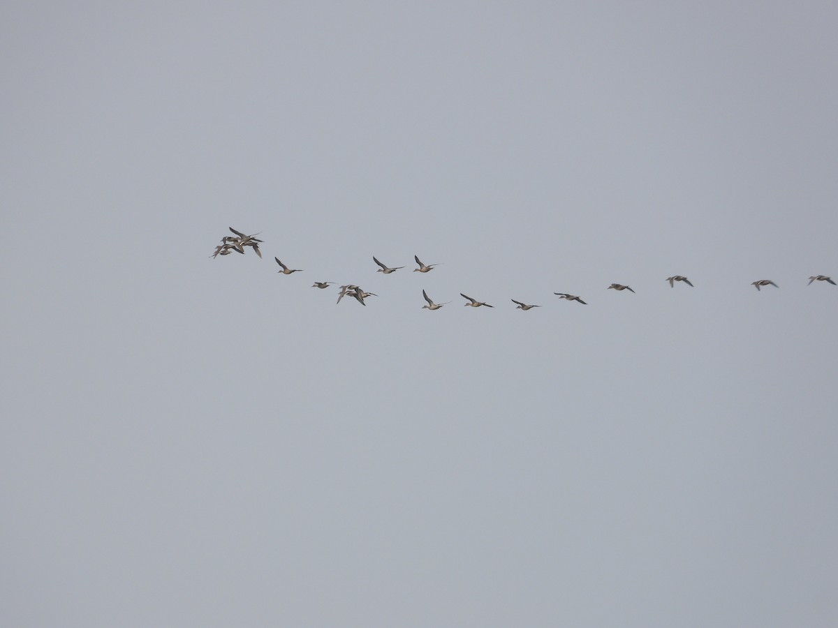 kinaand - ML645544254