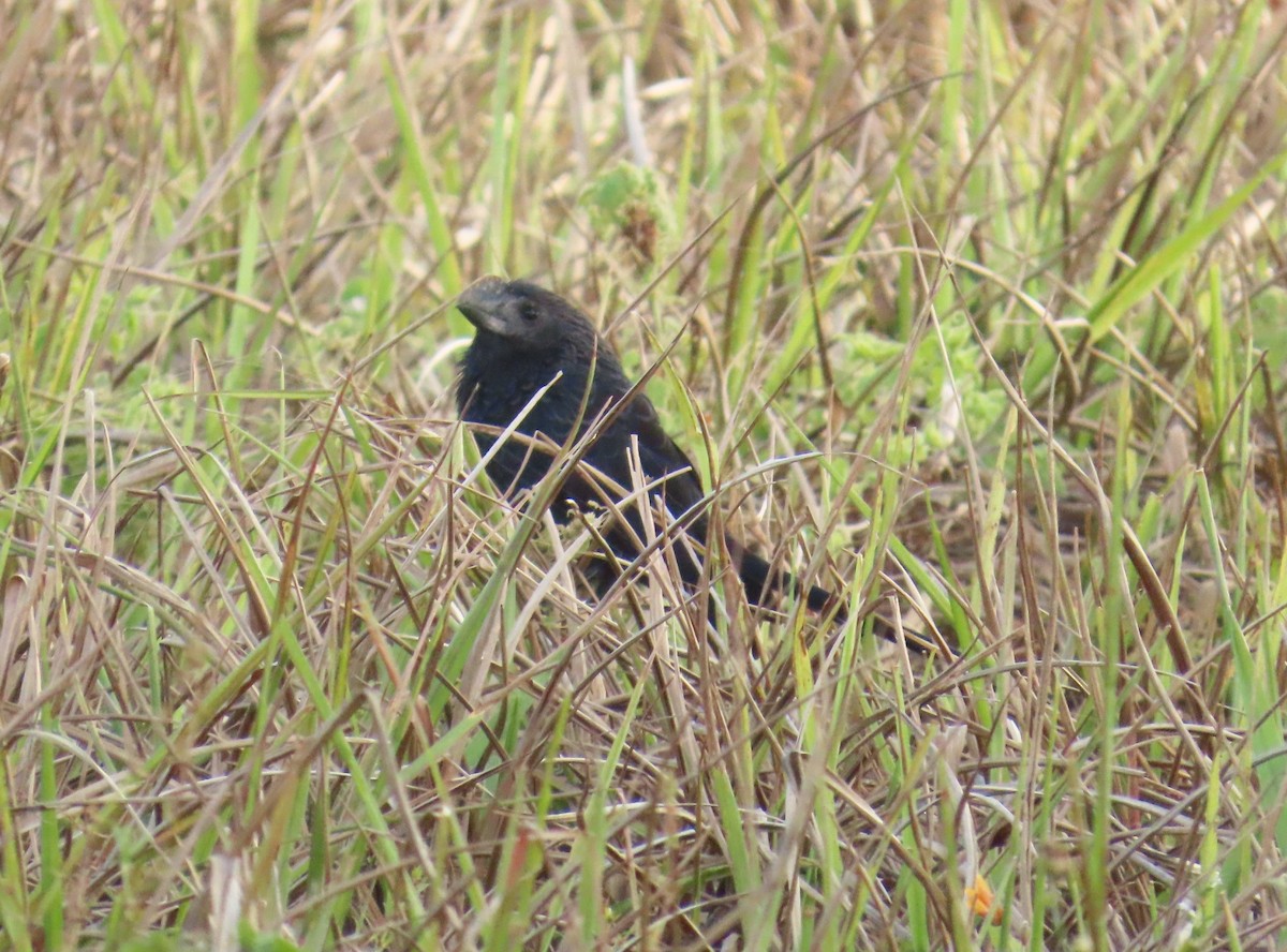 glattnebbani - ML645544256