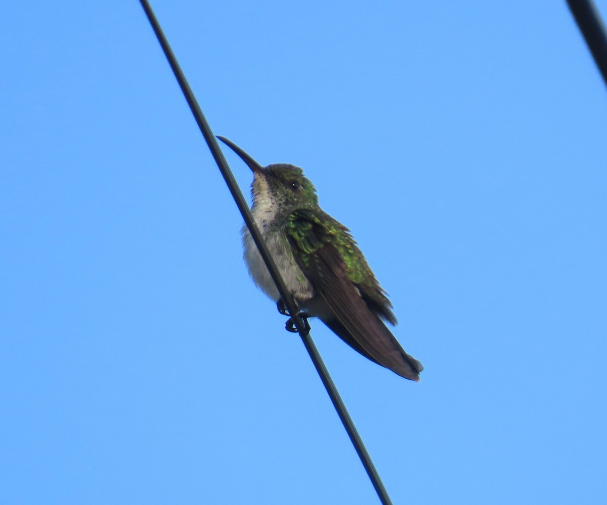 lysbukkolibri - ML645544257