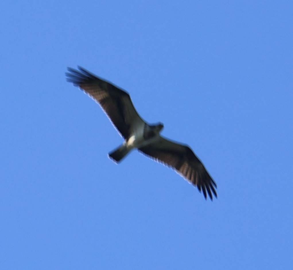 fiskeørn - ML645544258