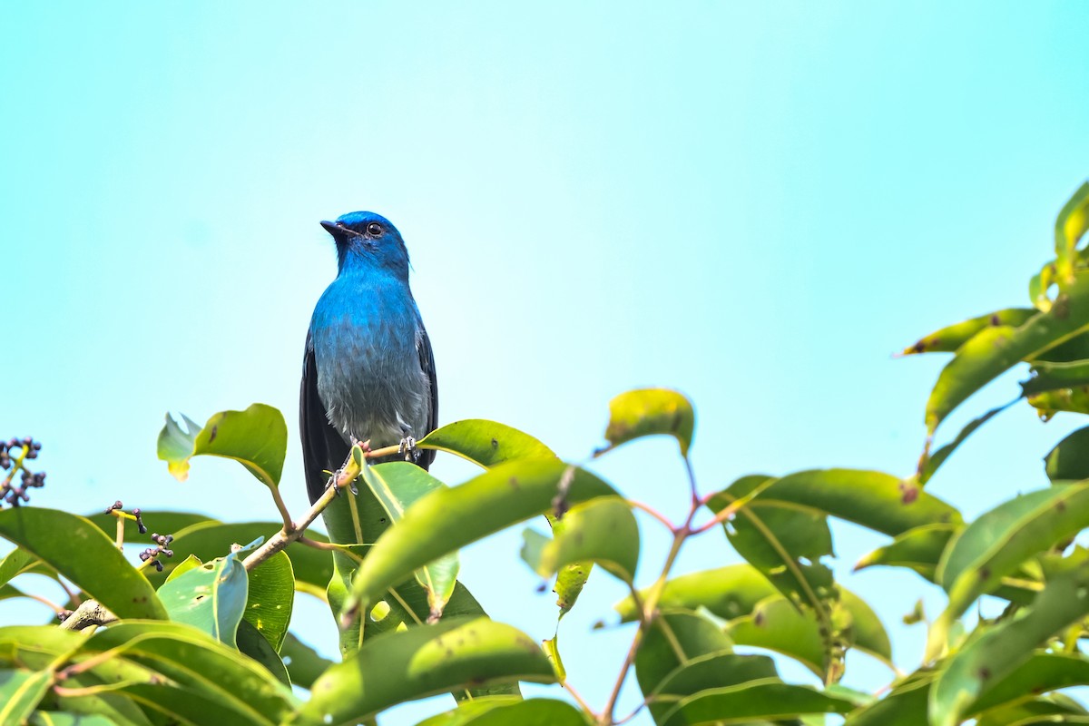 nilgirifluesnapper - ML645544259