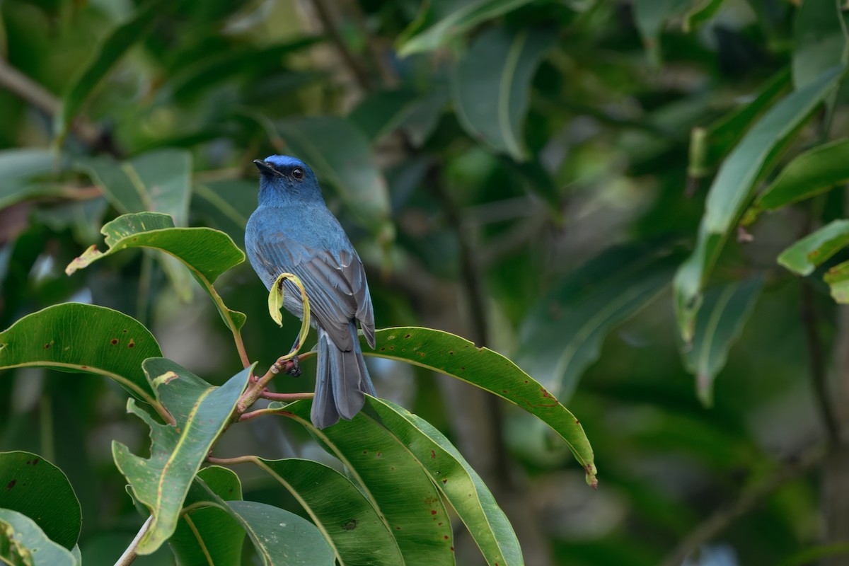 nilgirifluesnapper - ML645544260