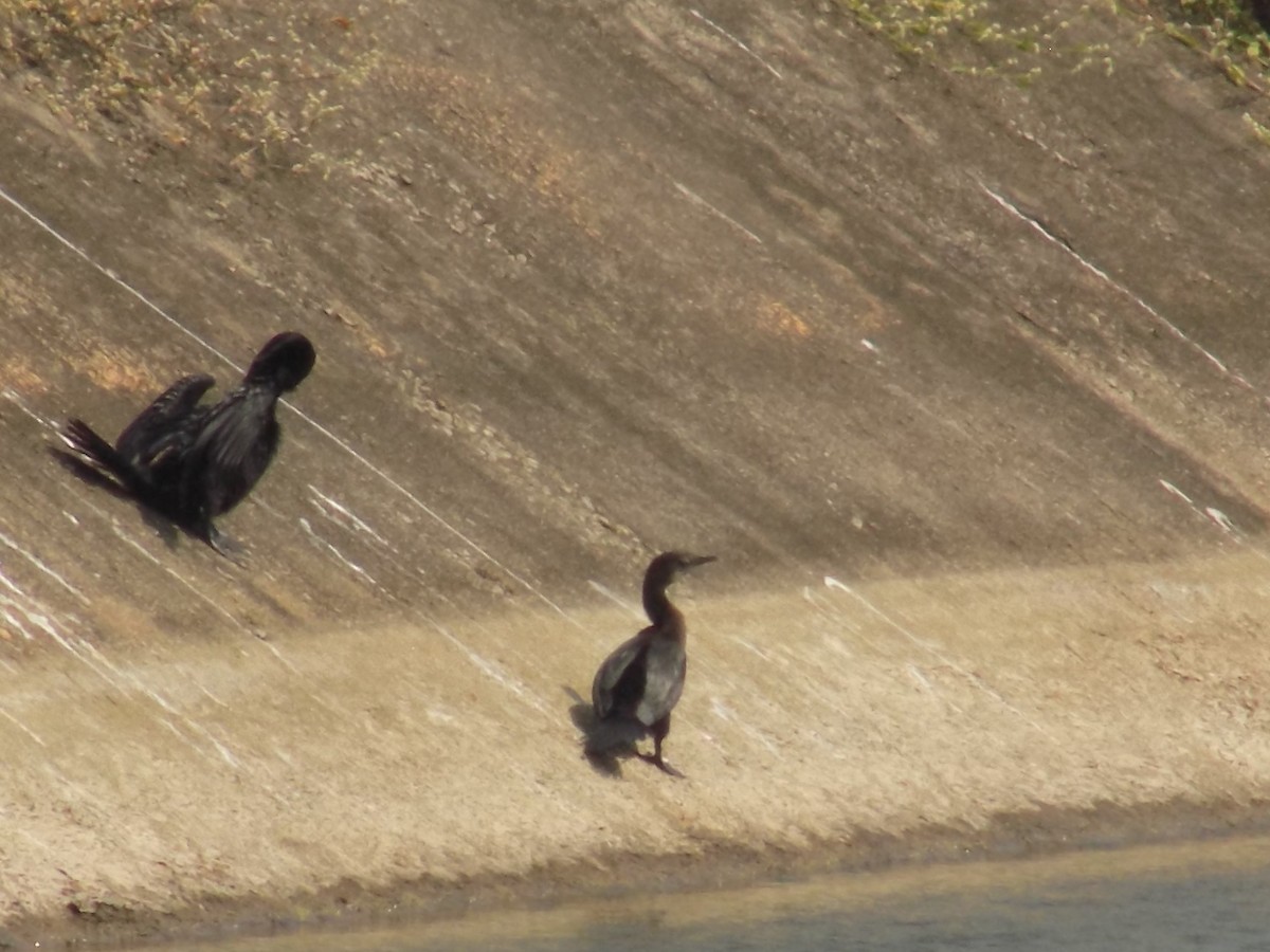 orientslangehals - ML645544261