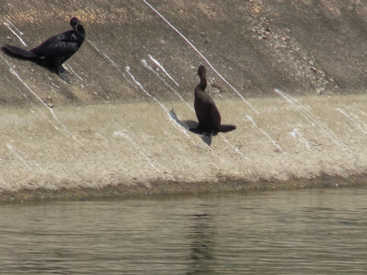 orientslangehals - ML645544262