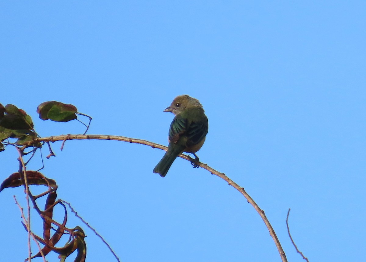 topastanagar - ML645544263