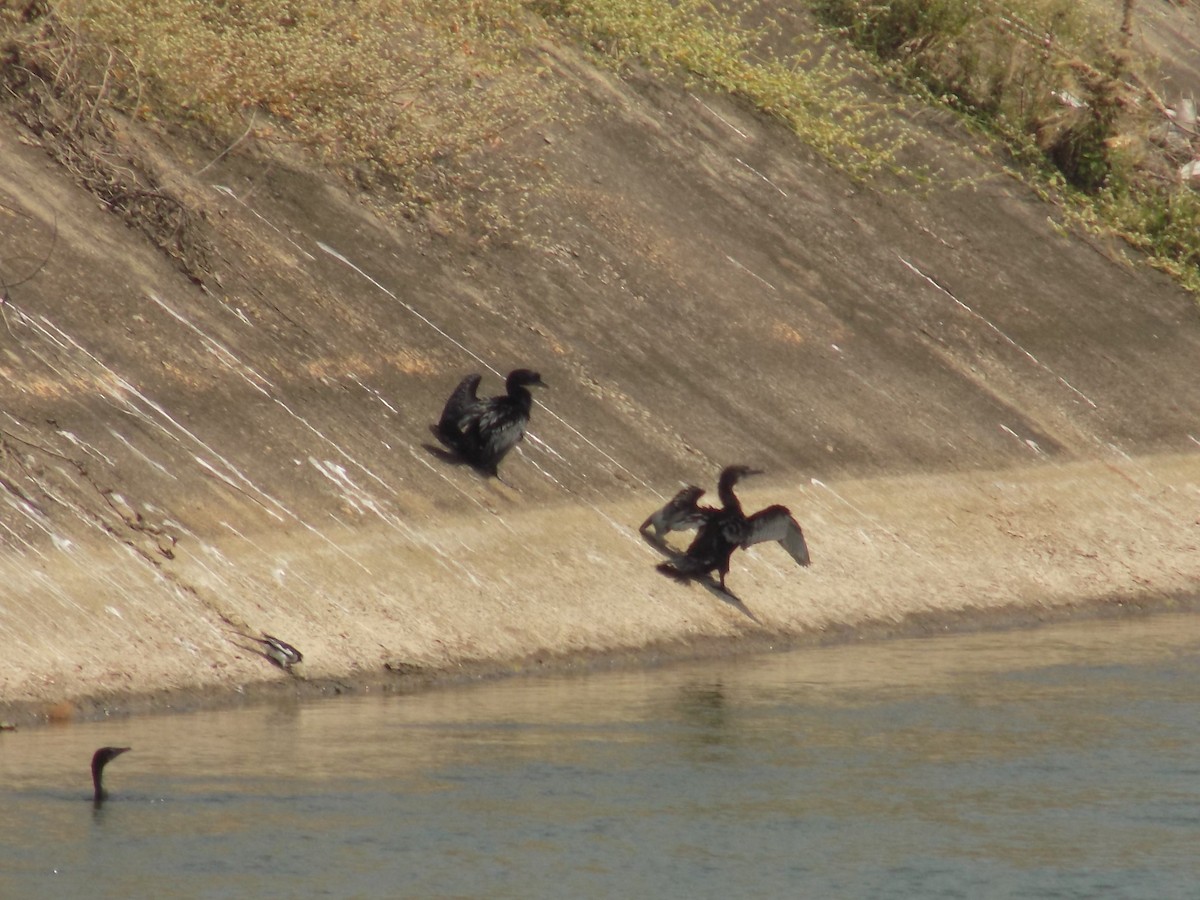 orientslangehals - ML645544264