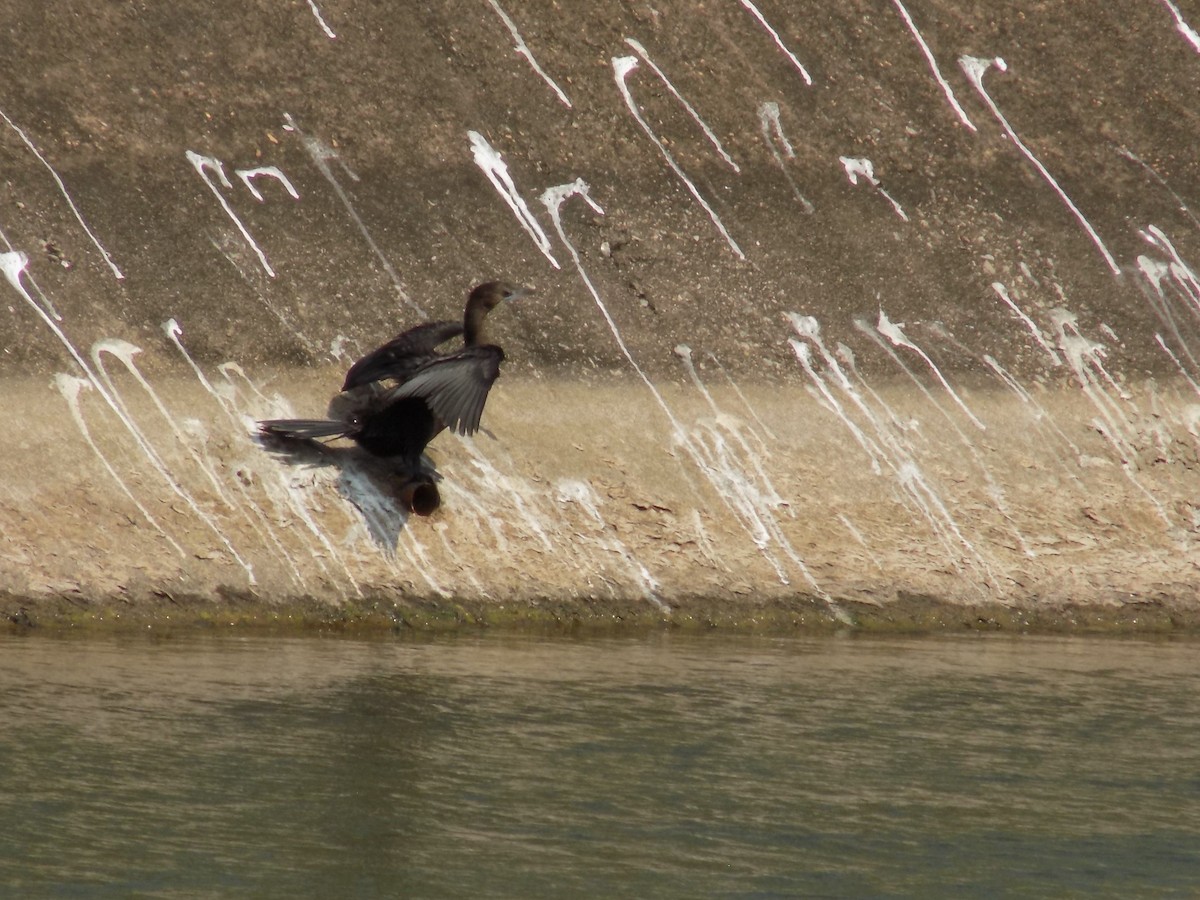 orientslangehals - ML645544268