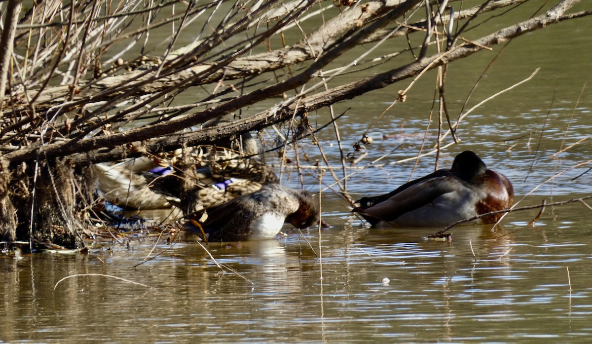 stokkand - ML645544273