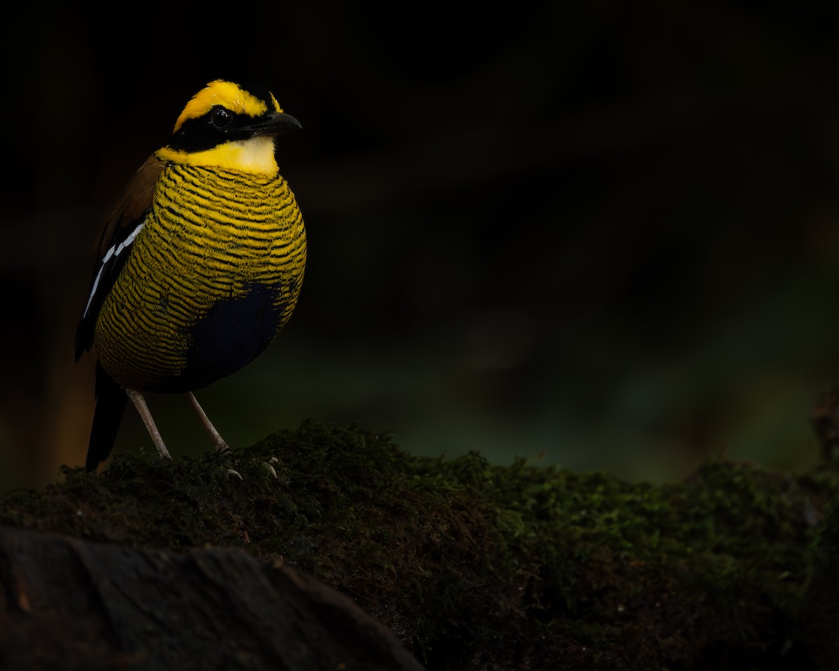 blåbukpitta - ML645544274