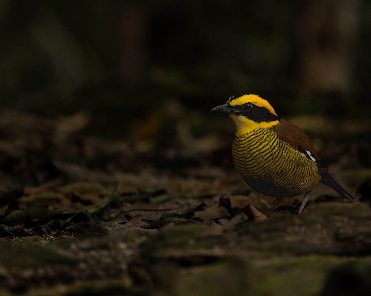 blåbukpitta - ML645544275