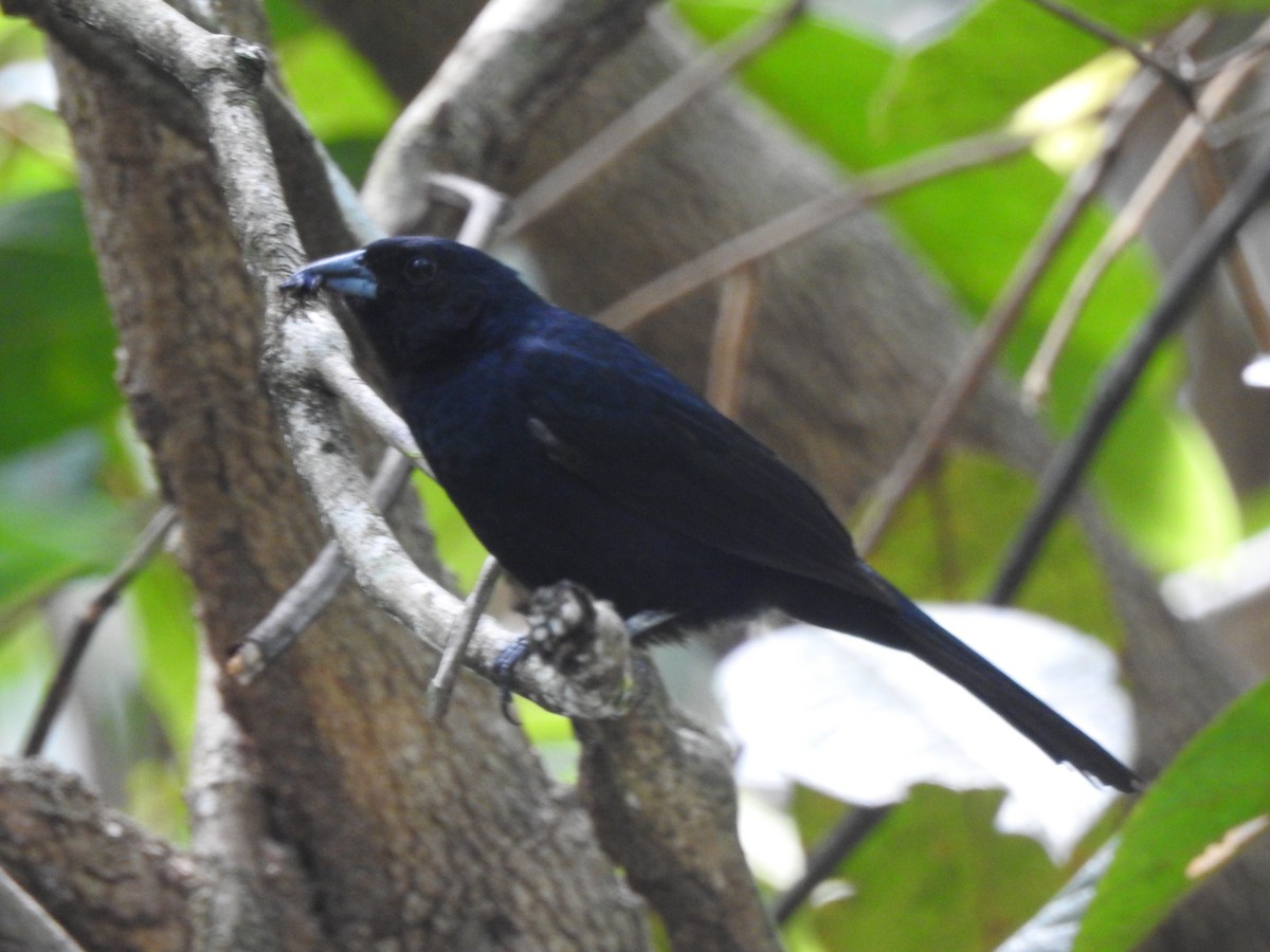 svarttanagar - ML645544276