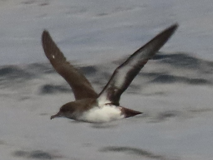 bajalire - ML645544278