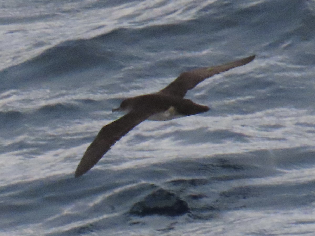 bajalire - ML645544279