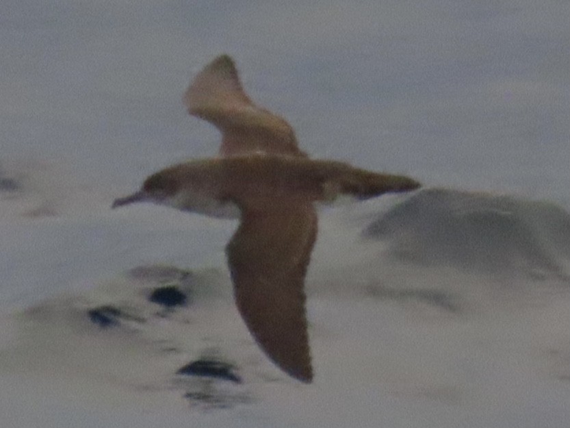 bajalire - ML645544280