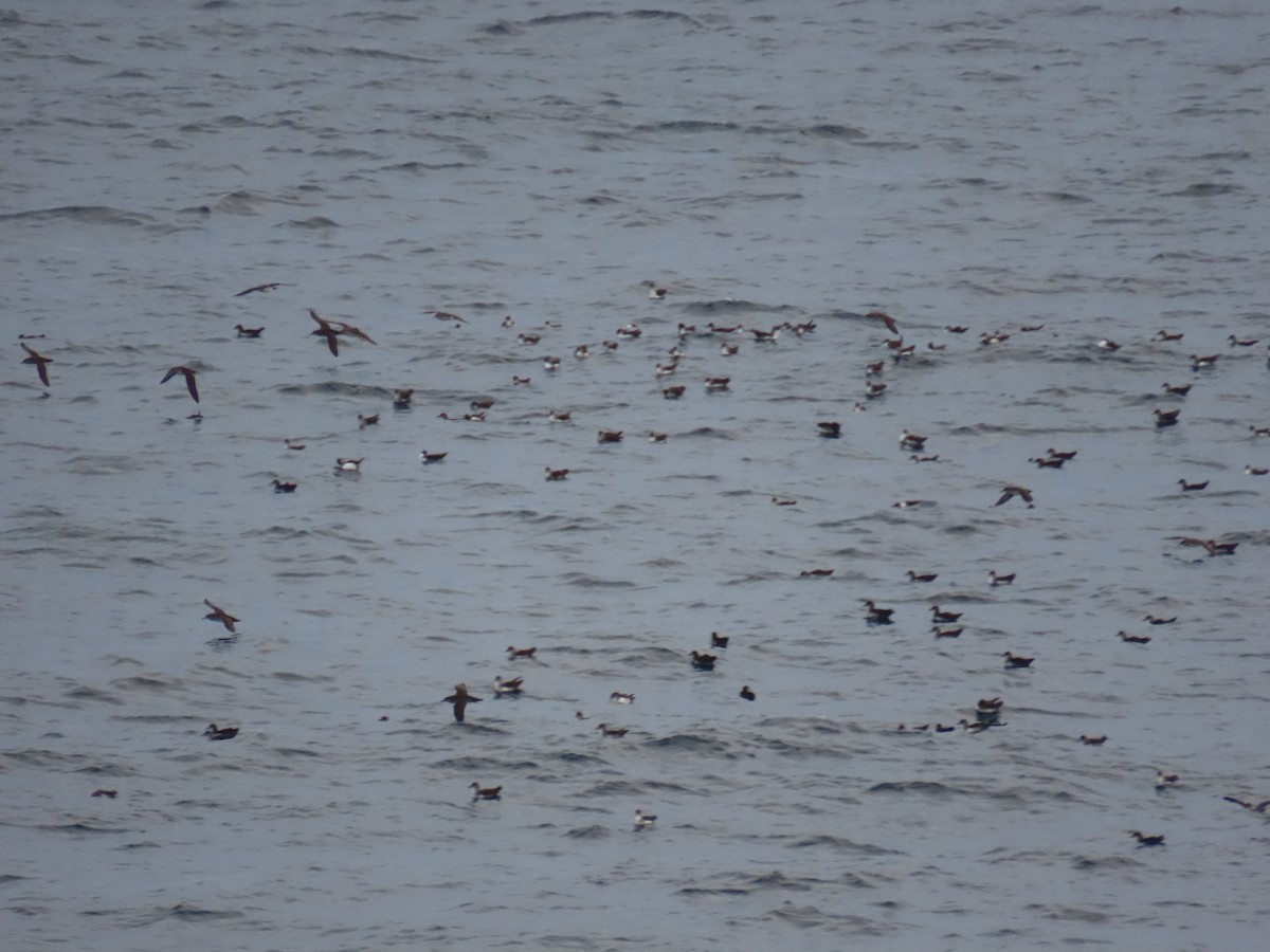 bajalire - ML645544281