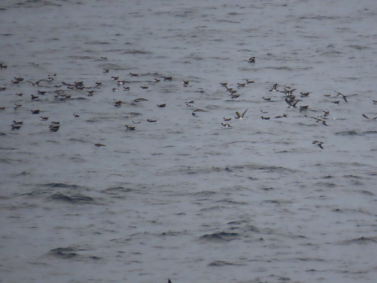 bajalire - ML645544282