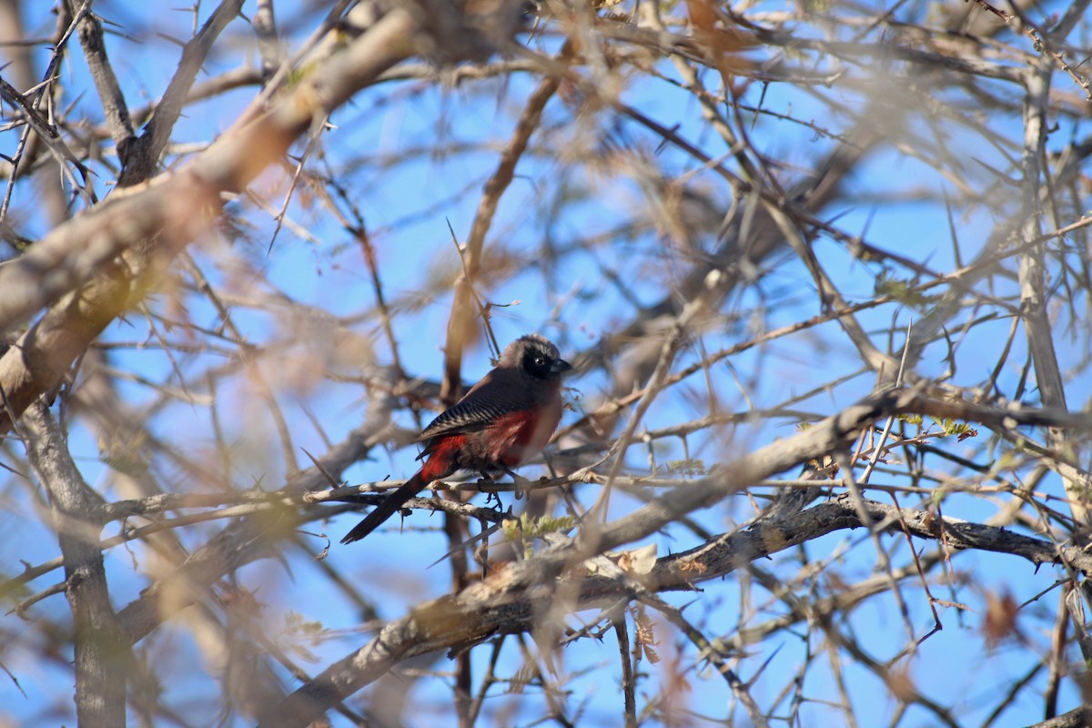 alveastrild - ML645544283