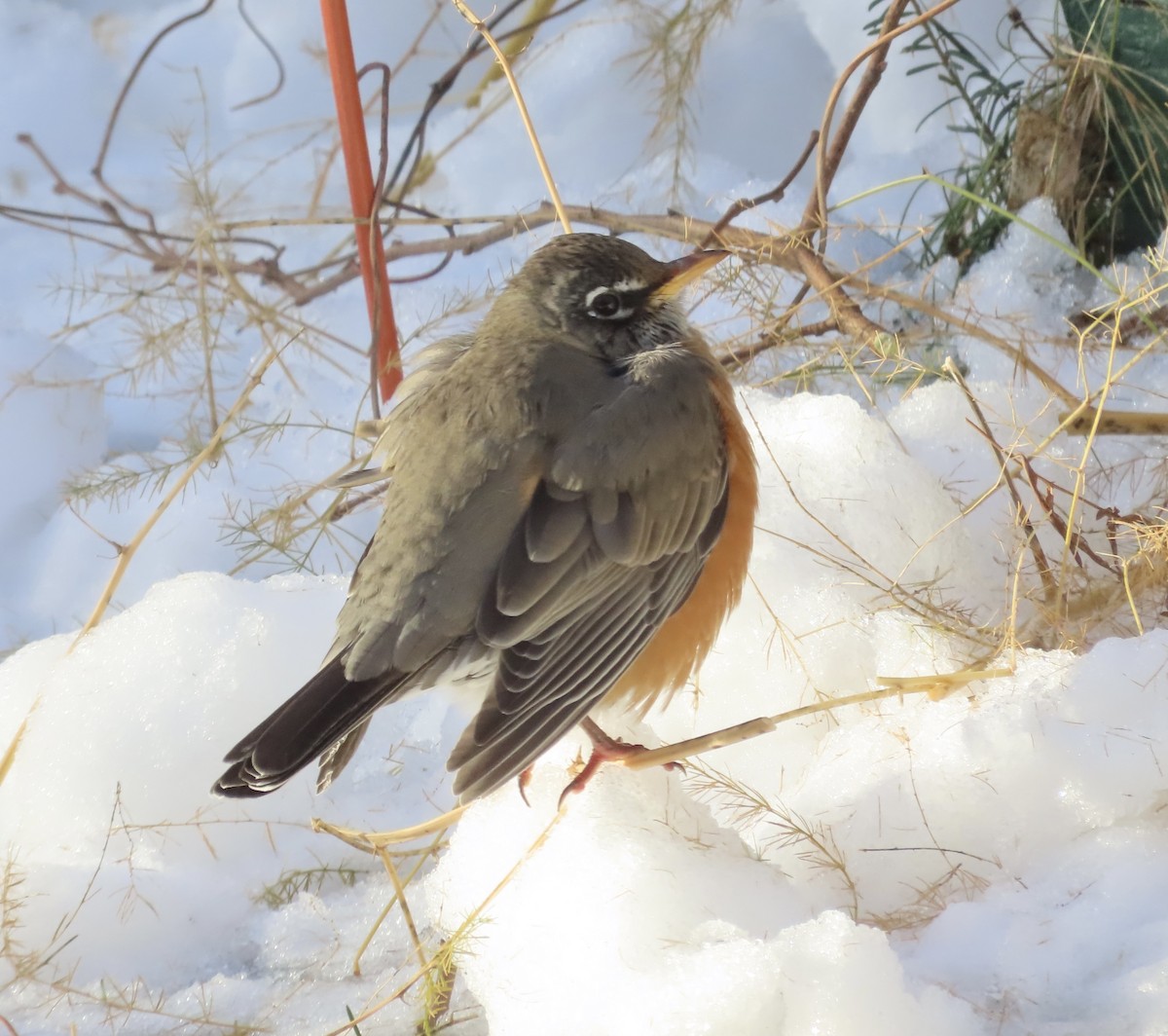 vandretrost - ML645544288