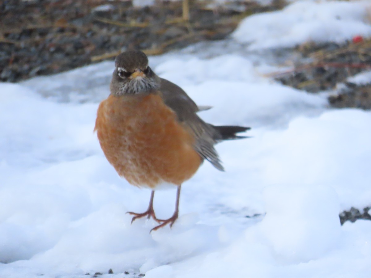 vandretrost - ML645544289