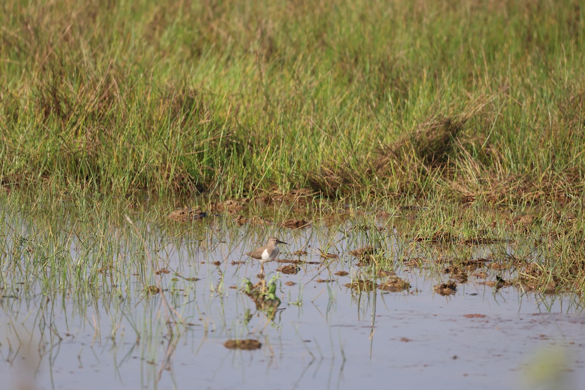 strandsnipe - ML645544290