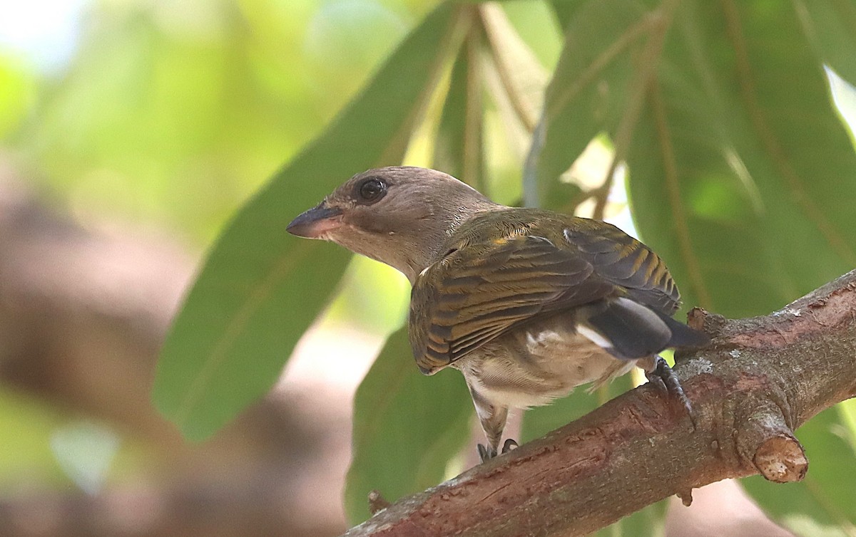 Lesser Honeyguide - ML645544301
