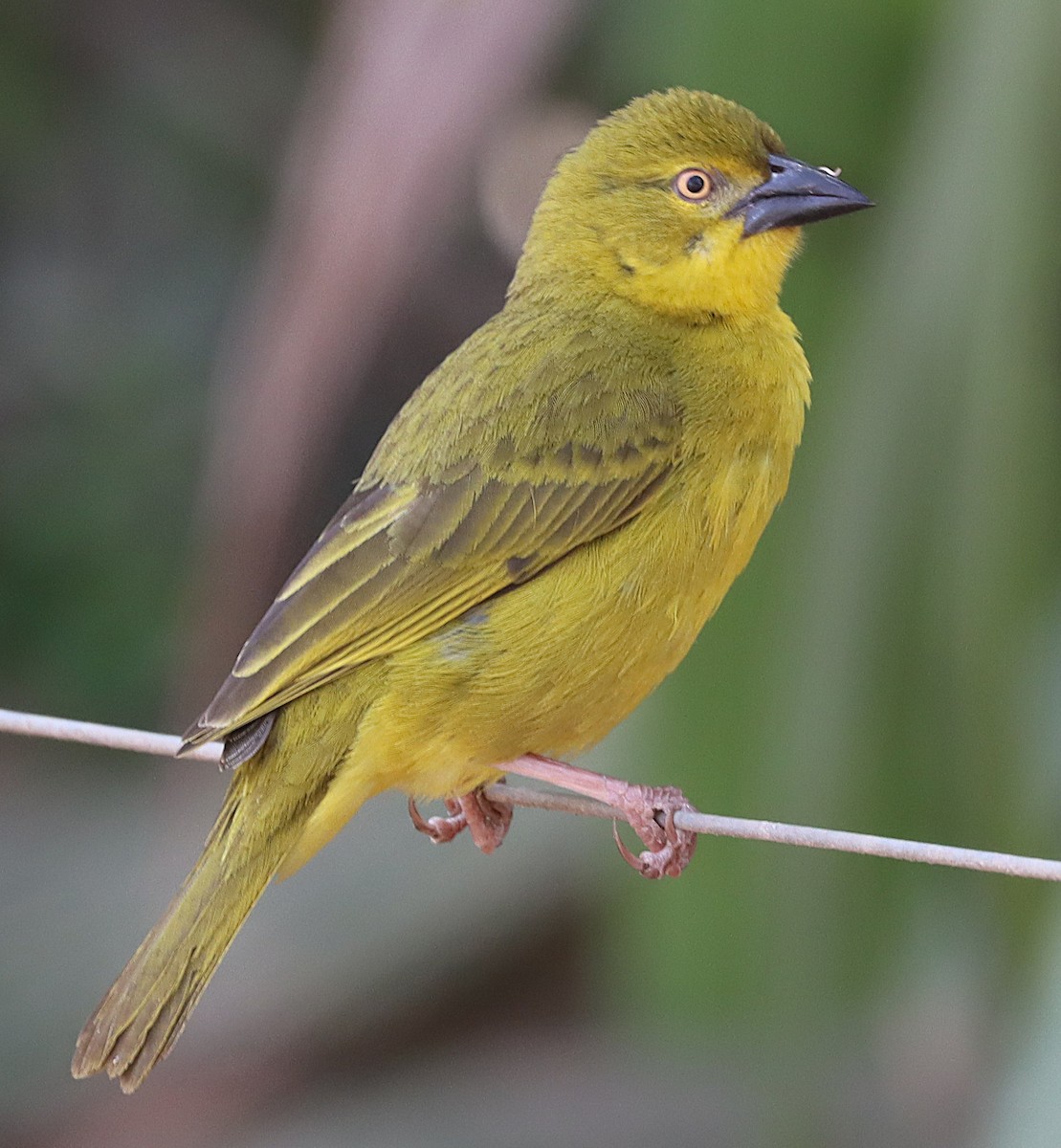Holub's Golden-Weaver - ML645544303