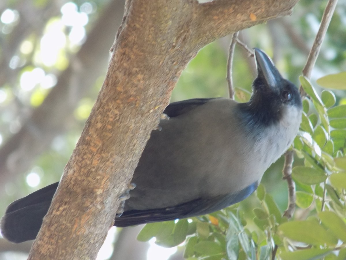 Ворона індійська - ML645544316