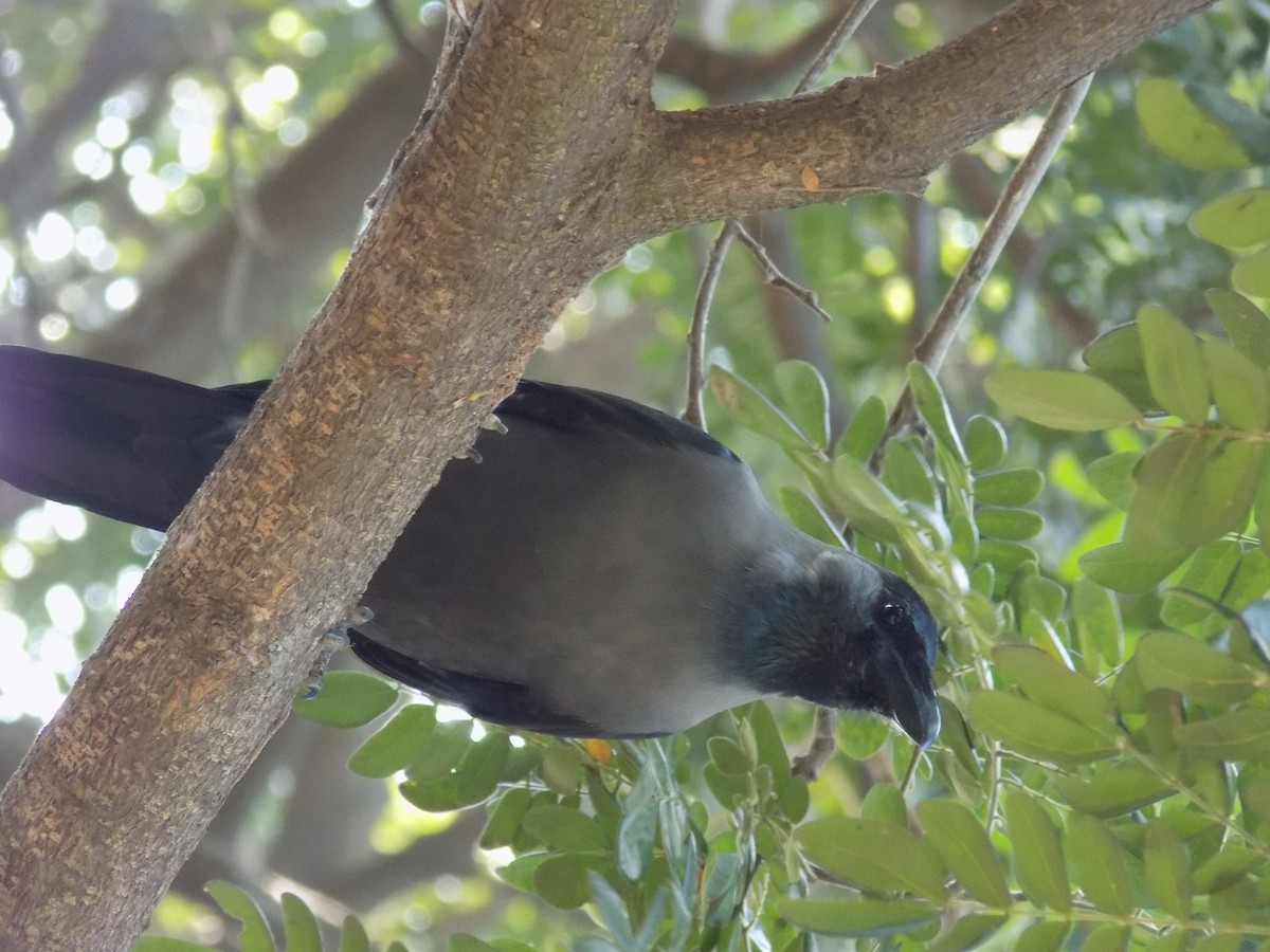 Ворона індійська - ML645544317